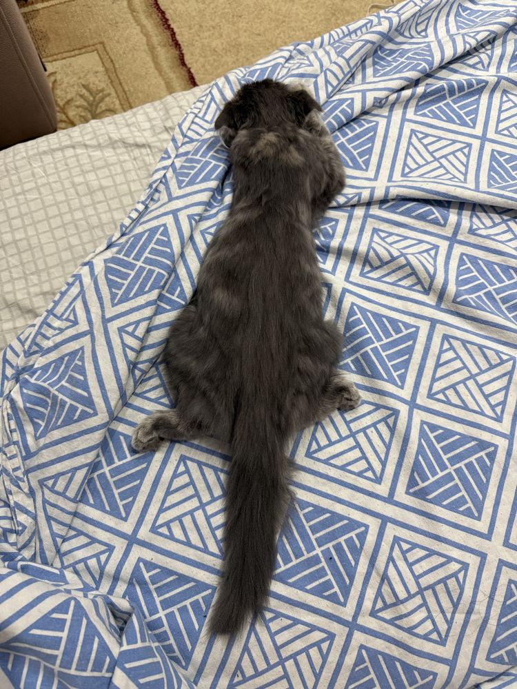 Кот вислоухий шотландский