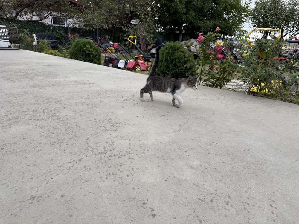 Подарявам малка котка