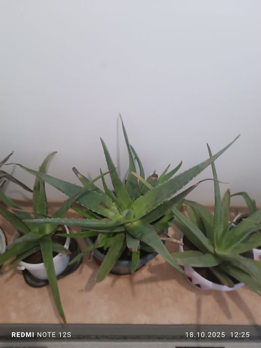 Алое вера 3 и более лет с отростками сочные