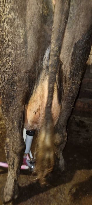 Продавам крави прясно отелени и бременни