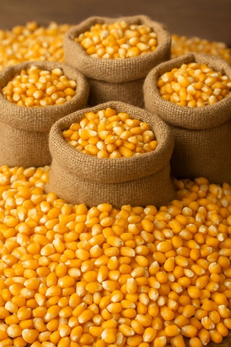 продам кукурузу обьём 2 тоны