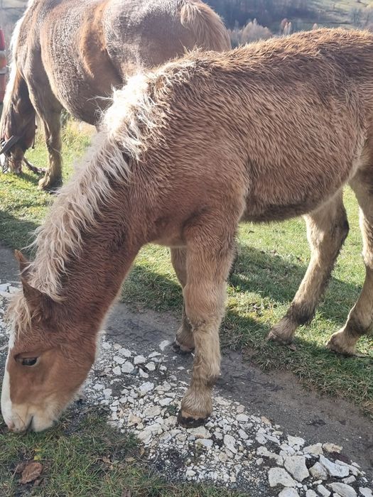 Manza frumoasa și cuminte