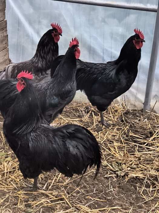 Cocoși din rasa Australorp