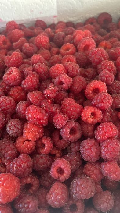 Дача в обществе СПП