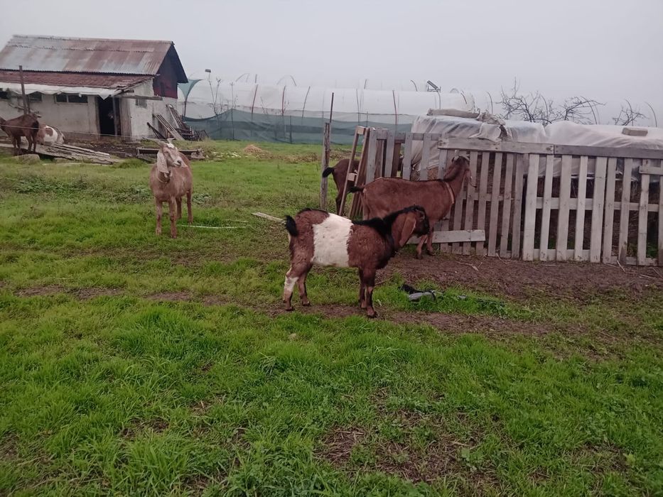 Țap Anglo-Nubian 7 luni