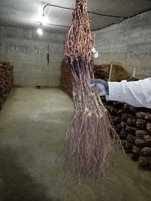 Butasi vita de vie anul 2 soiuri de vin si de masa