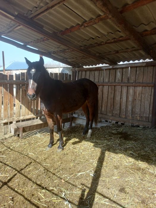 Екі жасар семіз жылқы