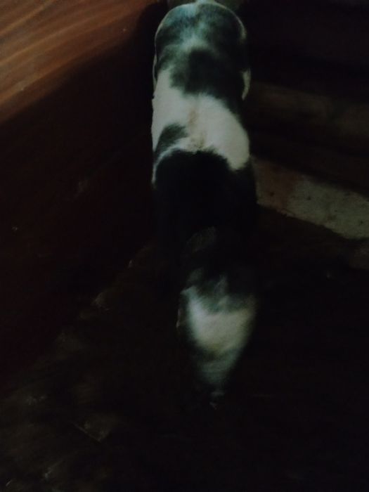 Vând vițel albastru belgian