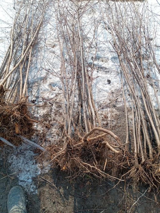 Kochat Yashil makon uchun kochatlar bor