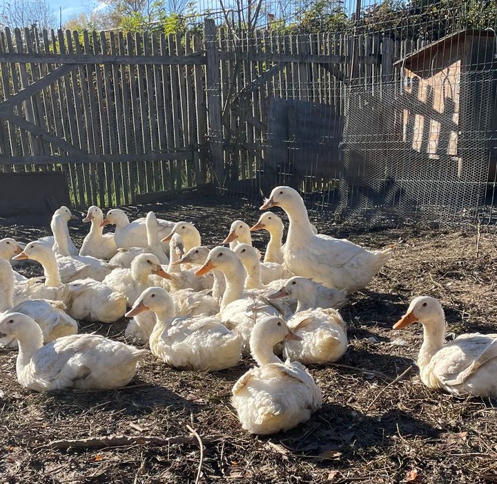 Rațe Pekin, bibilici, curcani rase de carne