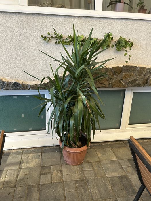 Vand ghivece cu plante( yuca, palmier, ficus si altele)