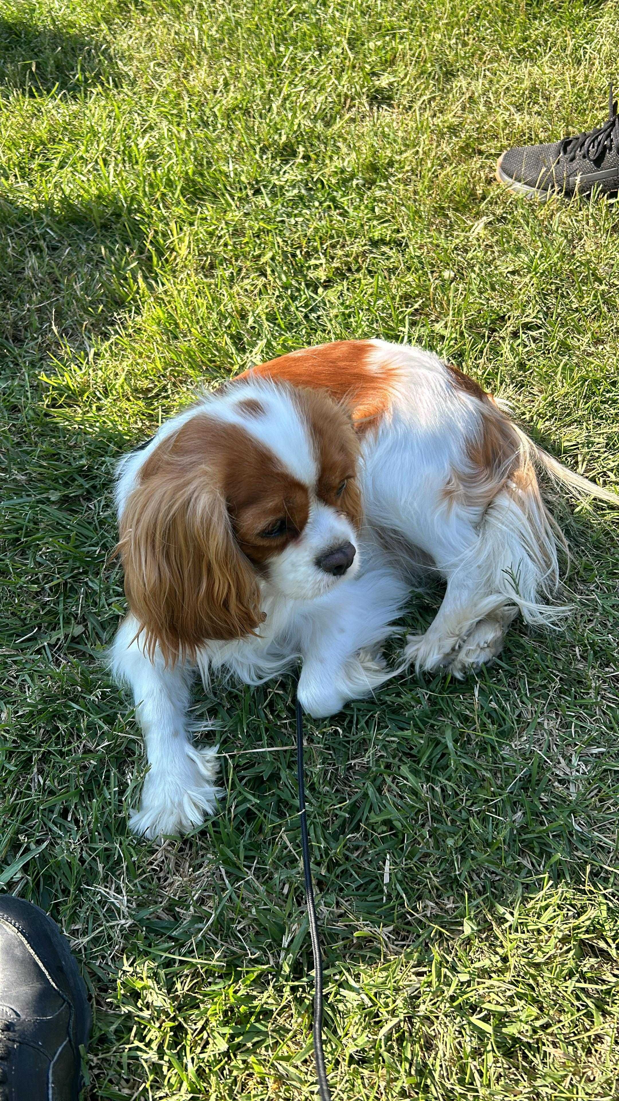 Cavalier King Charles Spaniel – Baietel Blenheim din părinți campioni