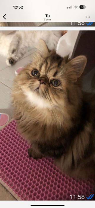 Pisica persana black golden tabby