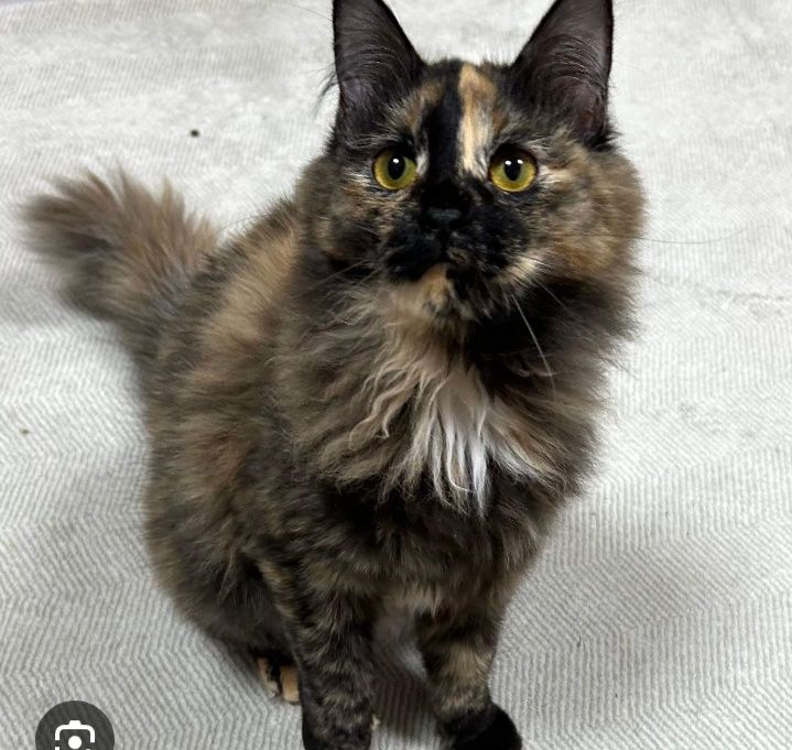 Zotli juddayam aqilli mushuk sotiladi