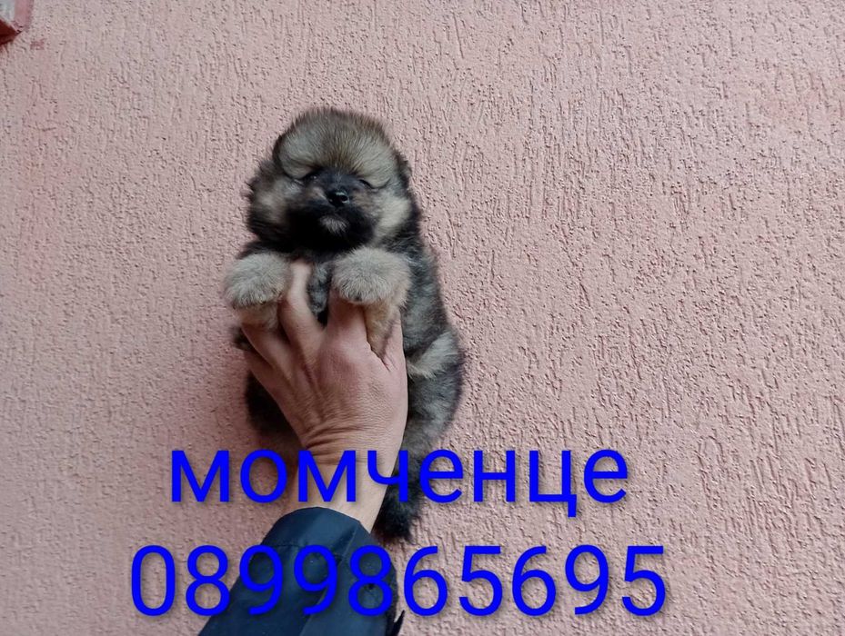 Померани. Мъжки и женски.Реални снимки !