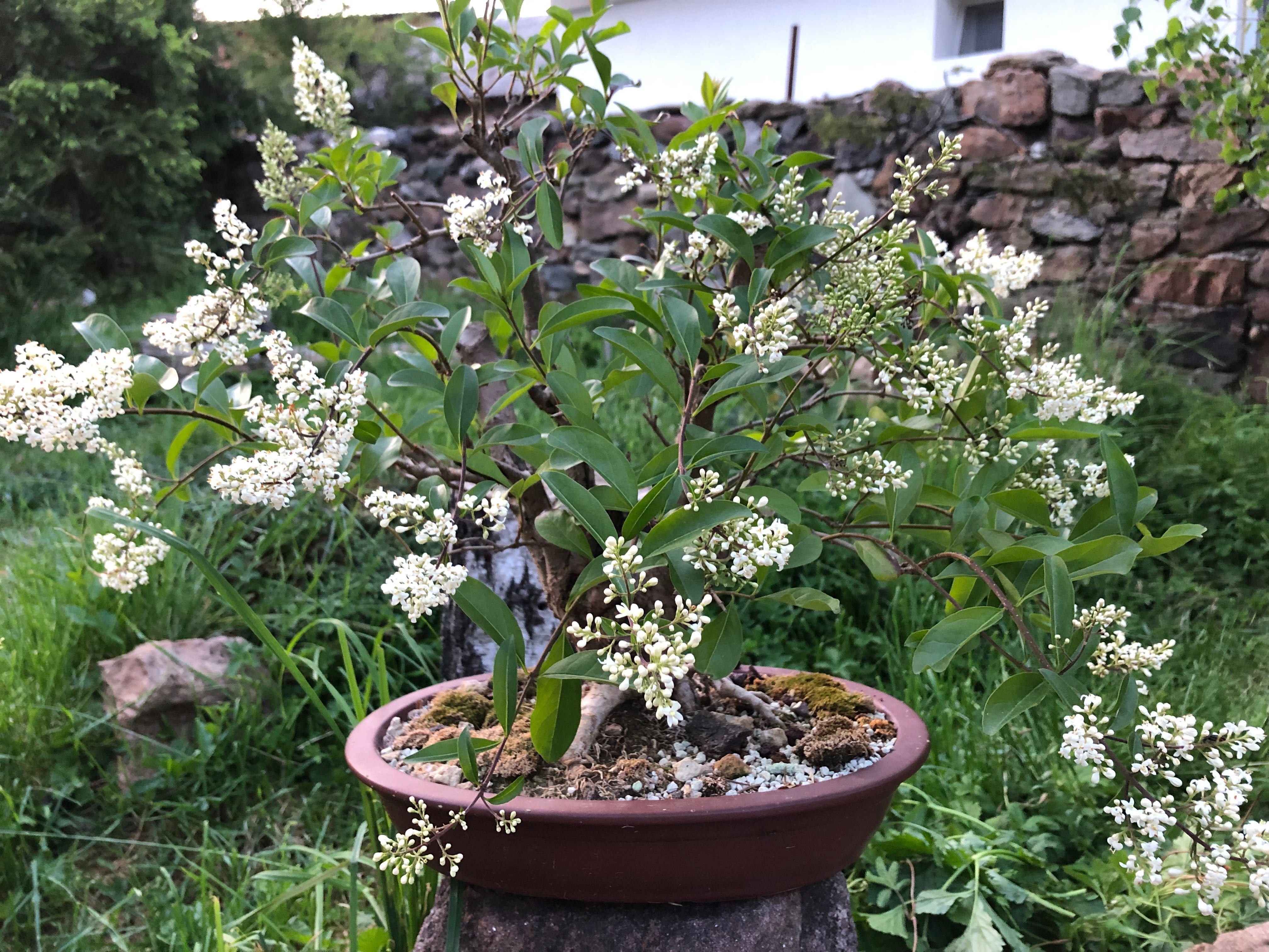 Бонсай,  bonsai ,