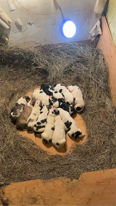 Продается щенки