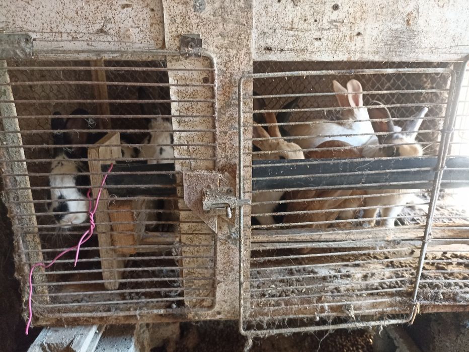 Quyonlar optom 35 000