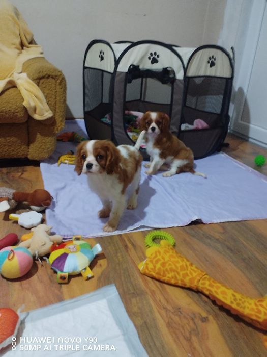 Малки сладки кавалер кинг чарлз шпаньол