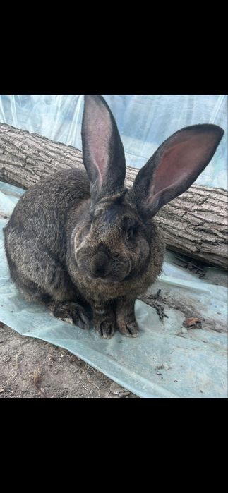 Iepuri Urias German intre 4-5 kg