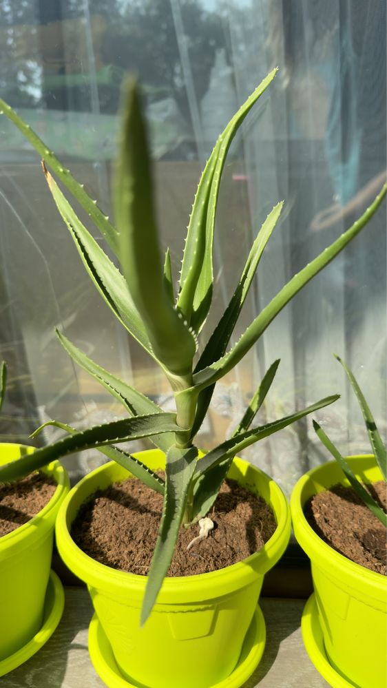 Продавам  Алое в саксия