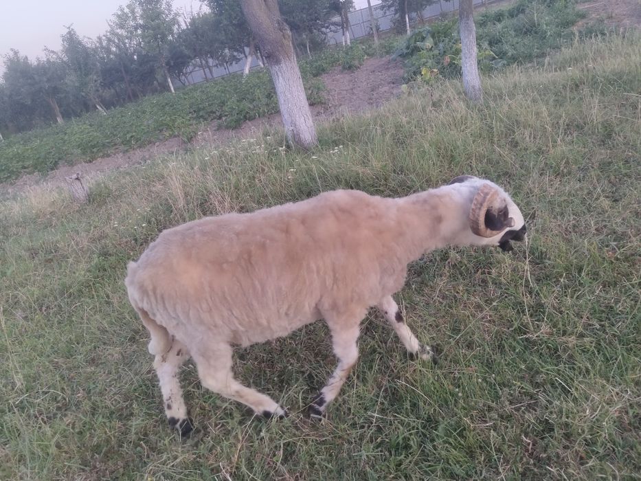 Berbecuții Romanestii