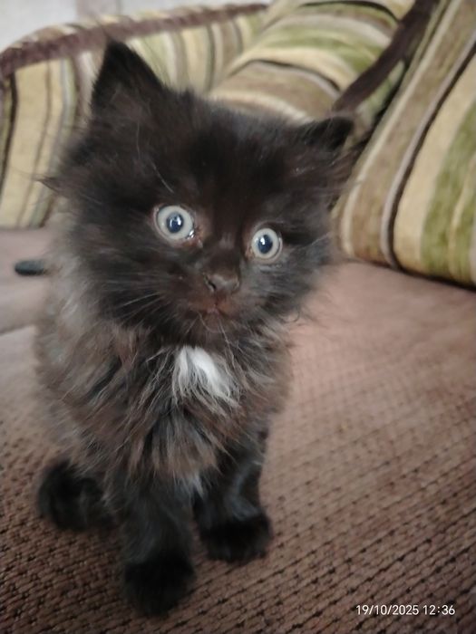 Малыши 1,5 мес. Пушистики. В любящую, ответтвенную семью.