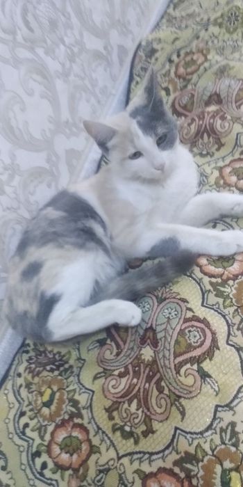 Mushuklar bepul beriladi yaxshi qŏllarga