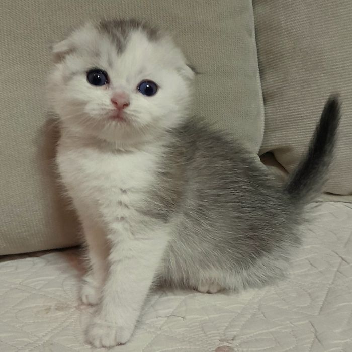 Продаётся девочка серебристая скотишфолд,шиншилла.