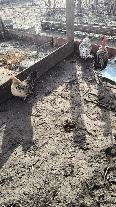 Vand 6 puicute si 2 cocosi pitici