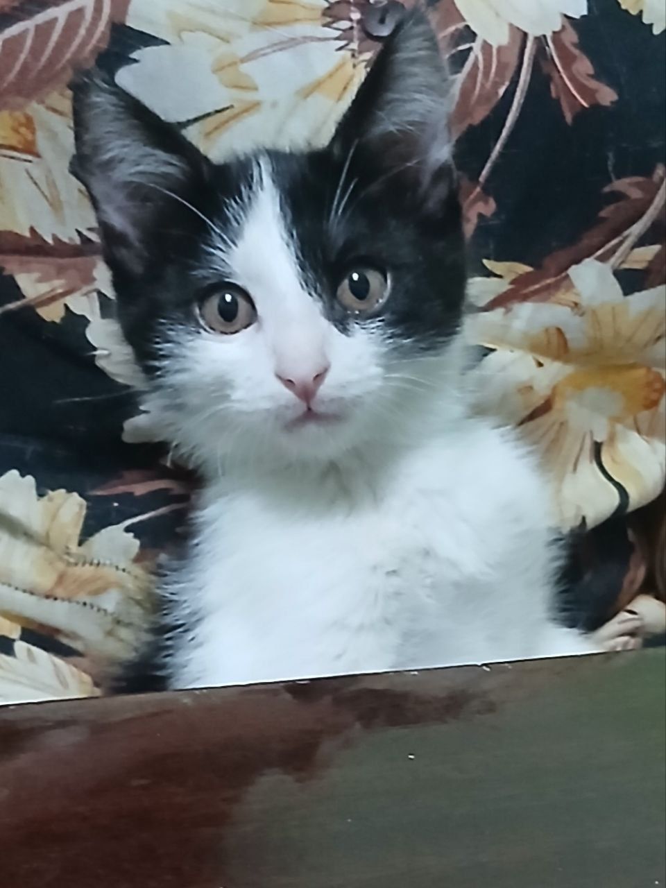 Xadiyaga beriladi