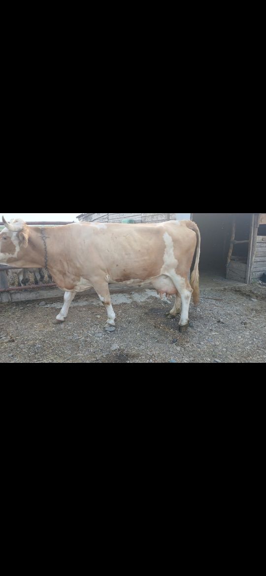 Vând vaca de lapte