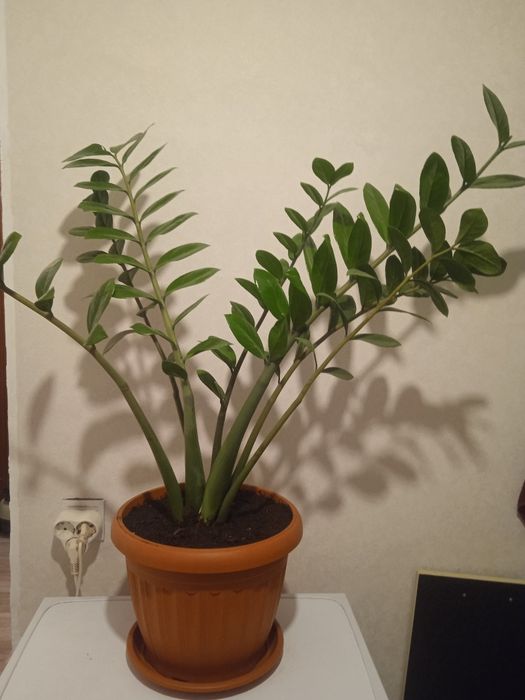 Комнатные растения  продам