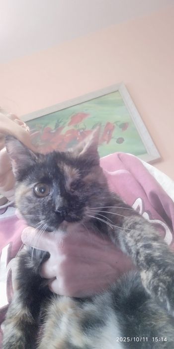 Коте   търси дом!