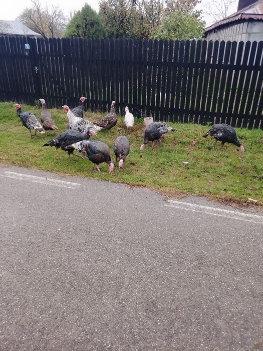 Curcani , rațe si gaini /cocosi pitici de vanzare !