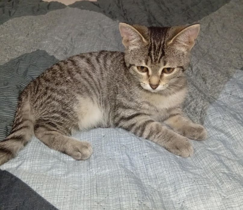 Отдам Котенка бесплатно