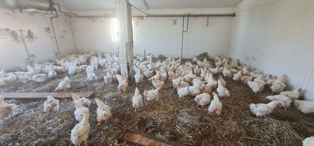 Gaini de carne crescute în curte