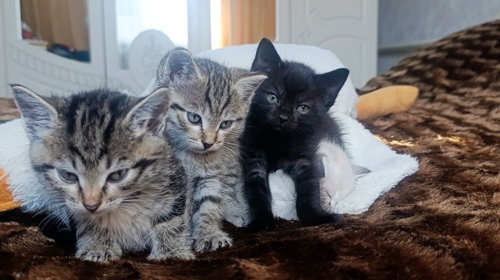 Котята ,возраст 1,5 месяца