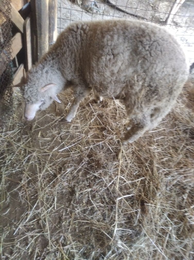 Berbecuț merinos de vânzare