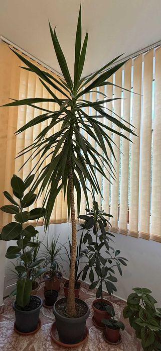 De vanzare Planta de interior - Yucca 2.5m (Iuca)
