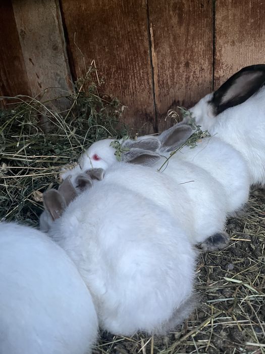 Vand iepuri berbec german pitic galben/rex tricolor/californian