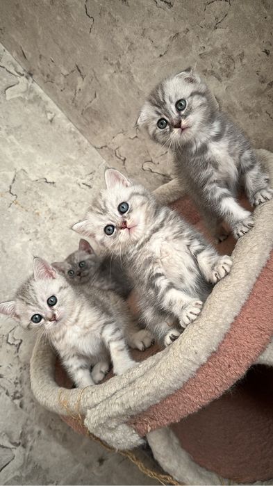 Шотландские котята с паспортом — скоттиш страйт и фолд