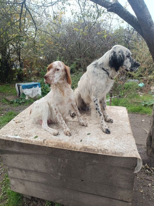 Английски сетер чистокръвни