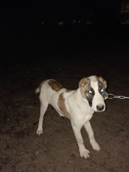 собака күшік ит 6ай