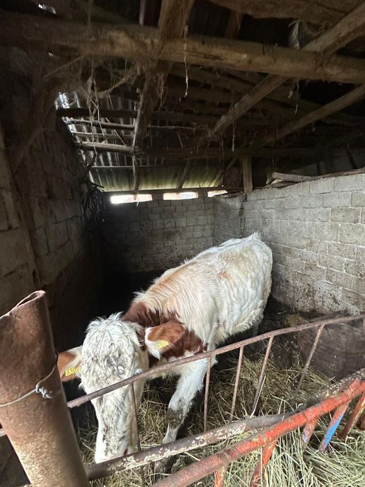 Vand Vitea Balțată