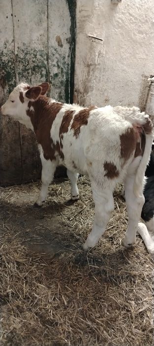 Vand doua vitele baltata romaneasca