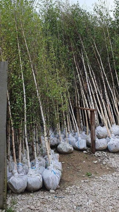 Mesteacăn, Tei, Arțar | Foioase pentru Amenajări