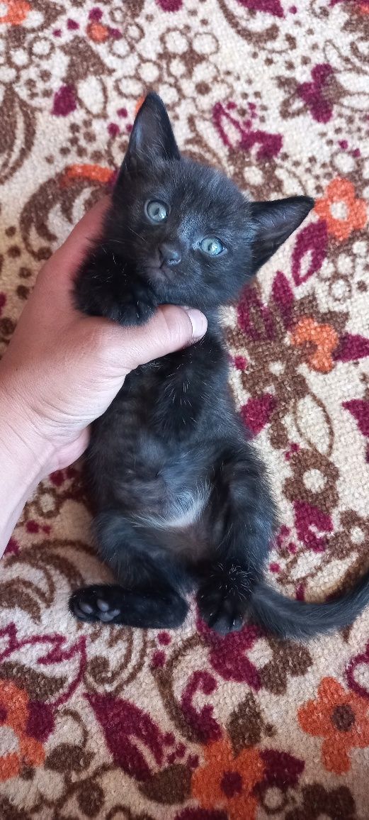Отдадим котятков в  добрые руки