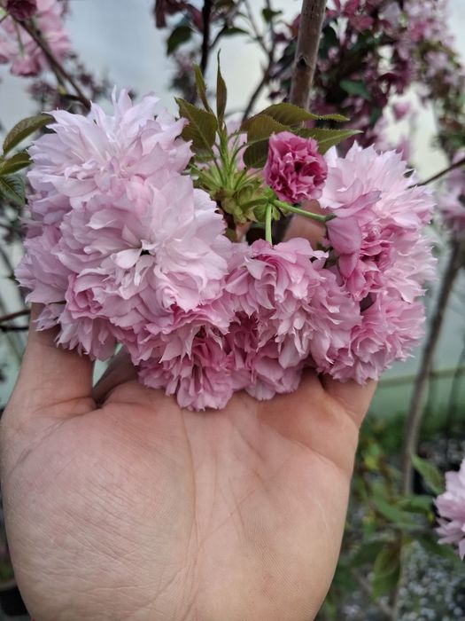 Японска вишна канзан