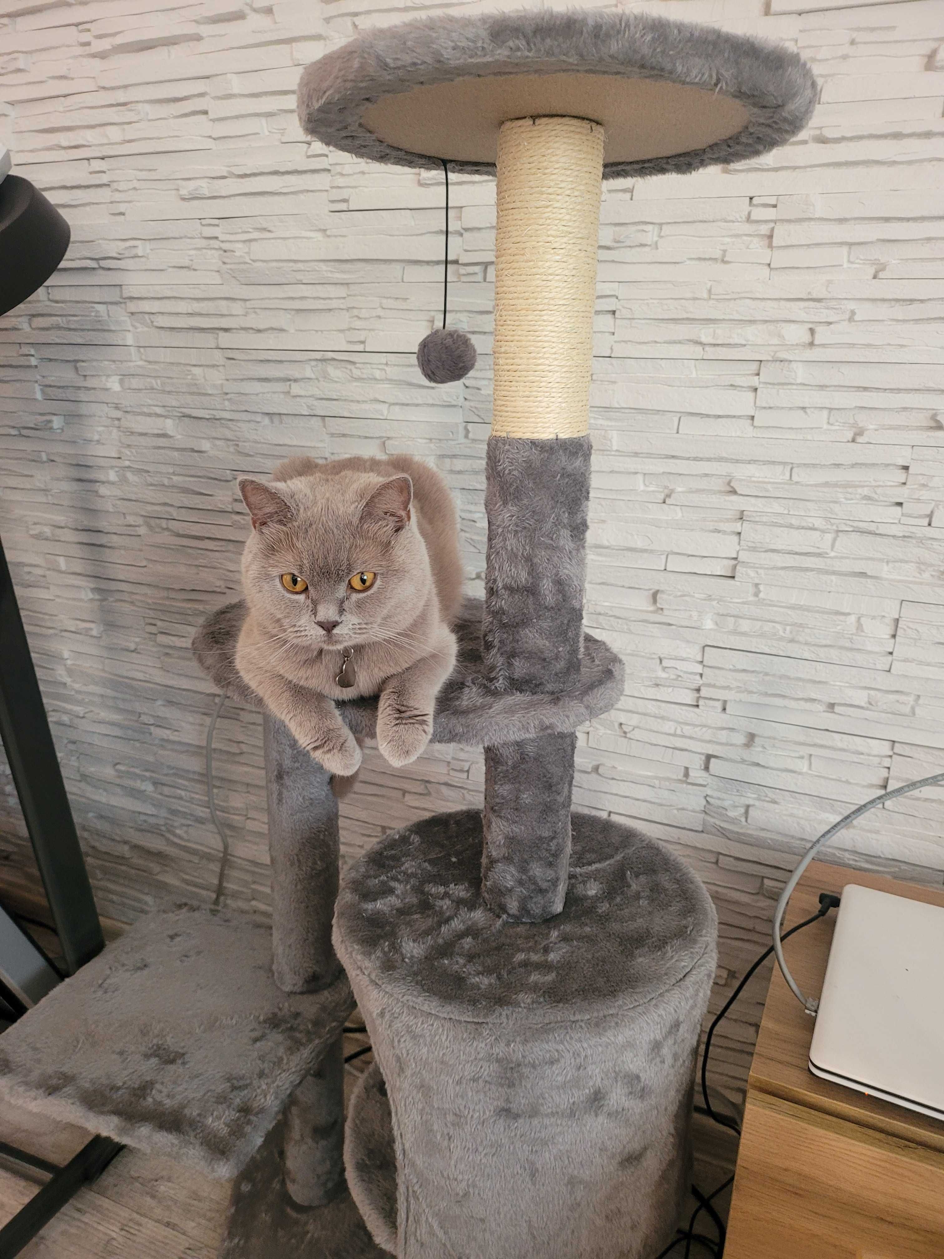 Котета "Британки"